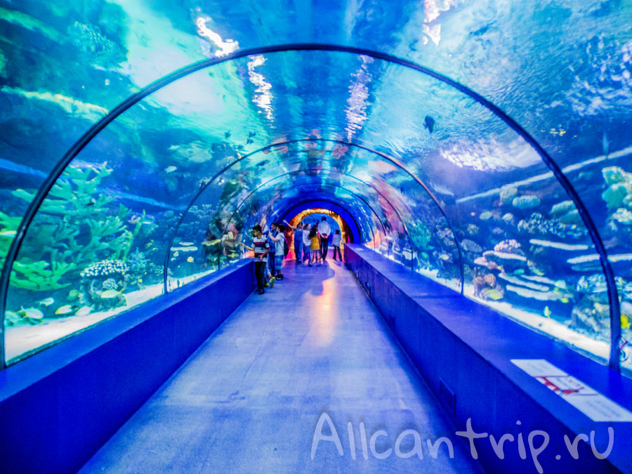 туннель в аквариуме Анталии