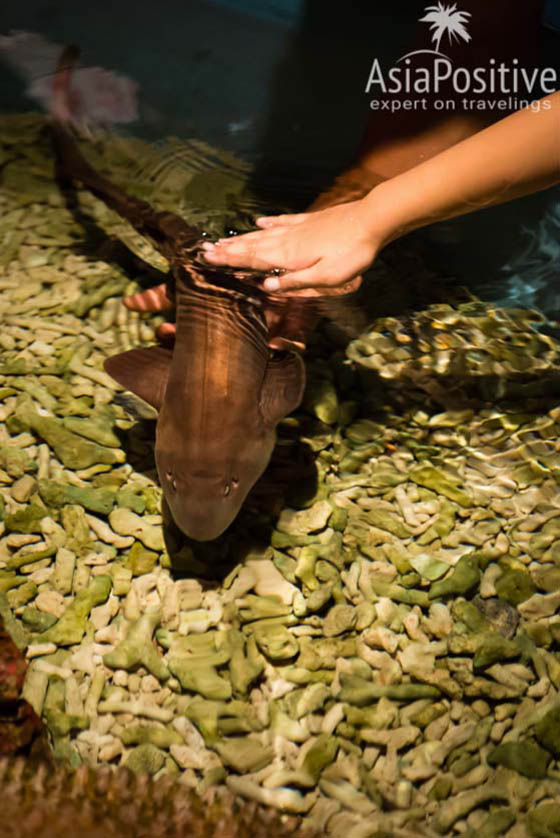 В океанариуме Куала-Лумпура можно потрогать акулу 