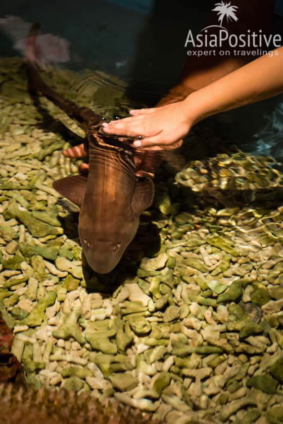 Океанариум Куала-Лумпура - возможность покормить и погладить акулу 
