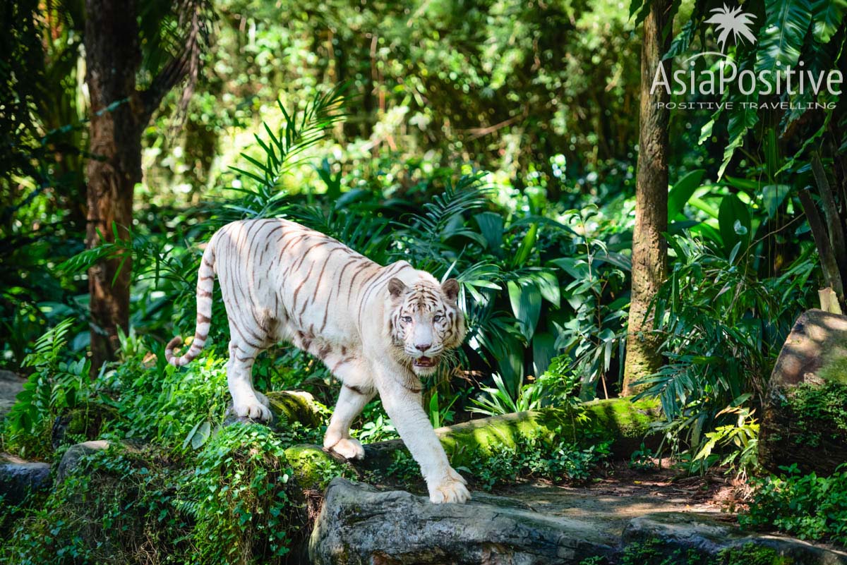 Белый тигр в зоопарке Сингапура 