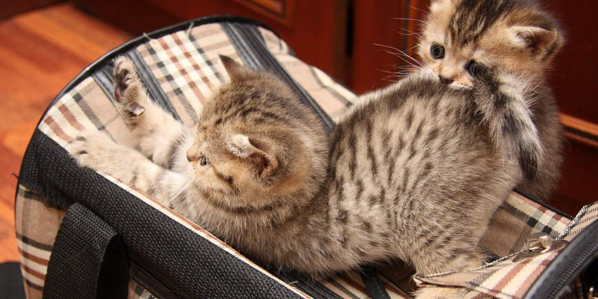 Котенок в багаже