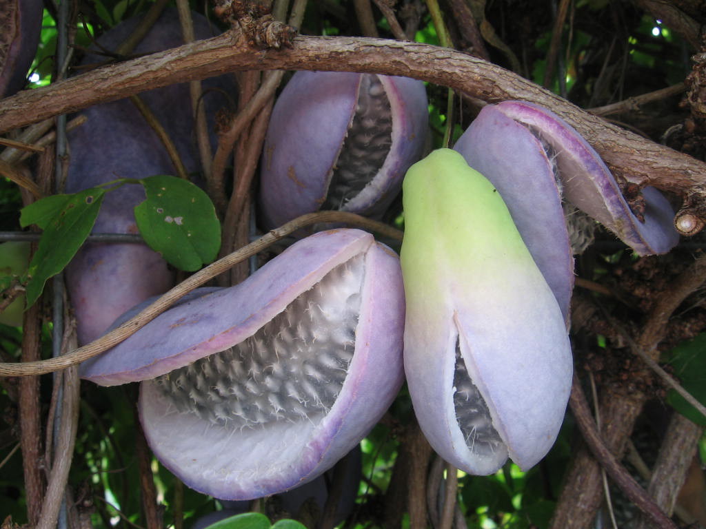 Akebia quinata Akebia quinata