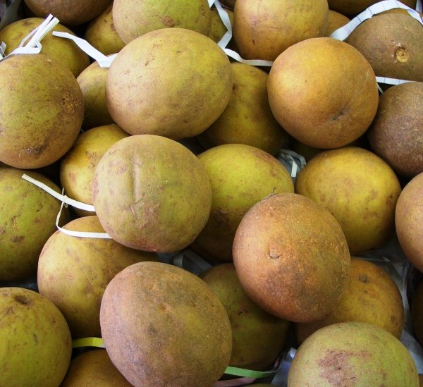 Guava fruit in Goa