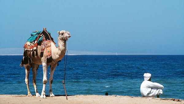 Верблюд и погонщик на берегу Красного моря в Египте. Архивное фото.