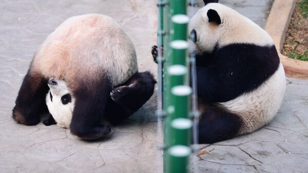 Панды в зоопарке Шэньяна, Китай