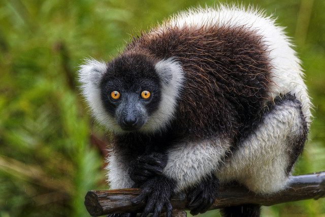 Some Wildlife is only found in Madagascar photo by mariusz kluzniak