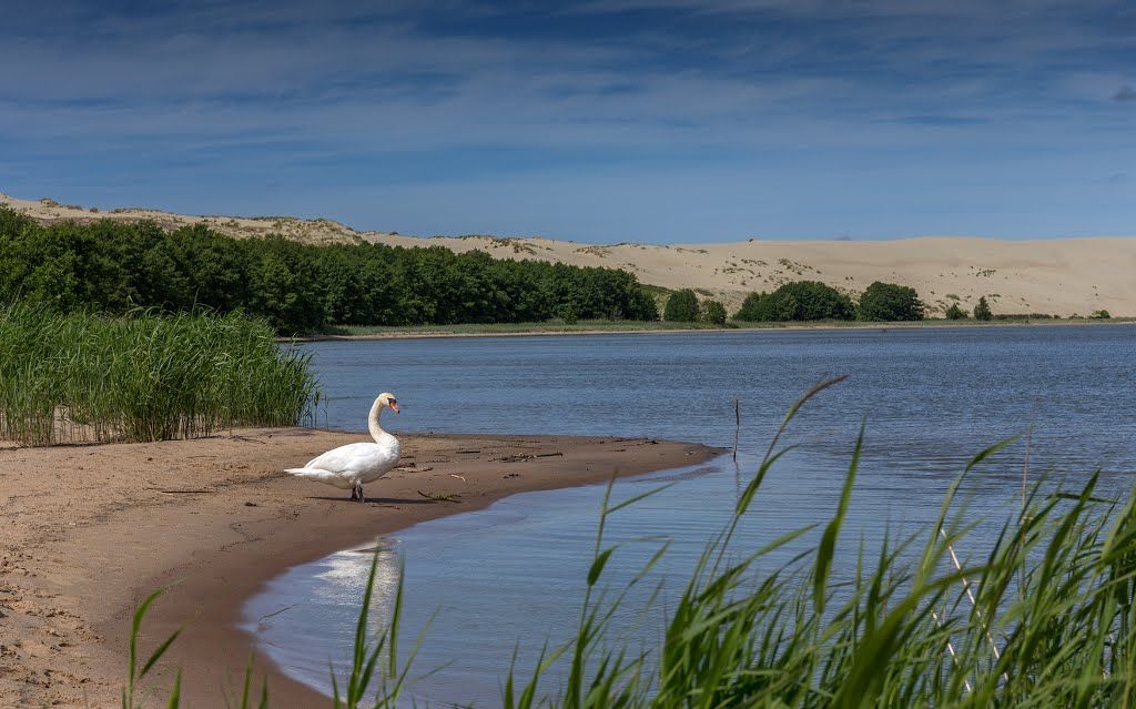 Озеро Лебедь Куршская коса