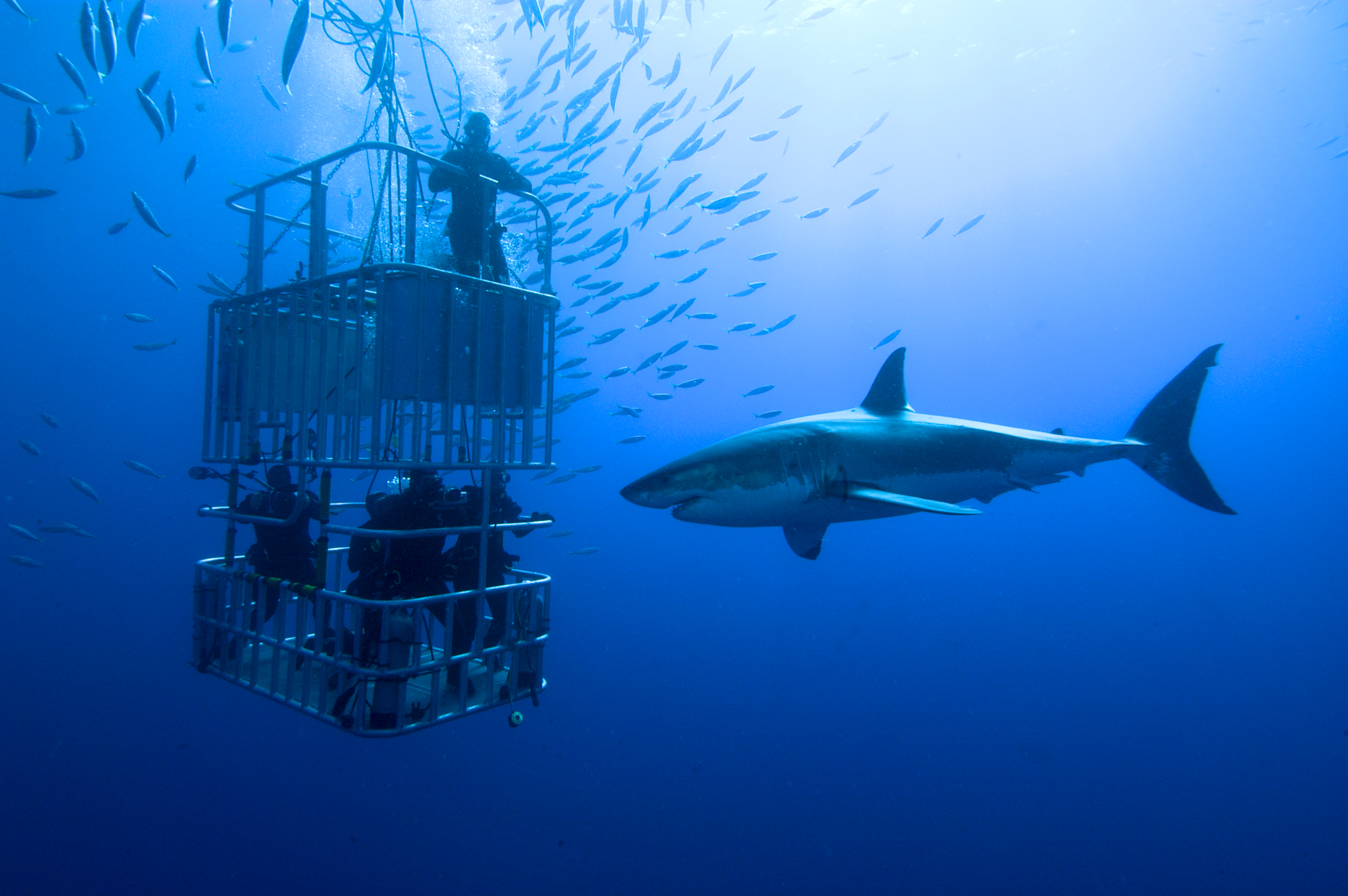 Австралия плавать с акулами развлечения мира