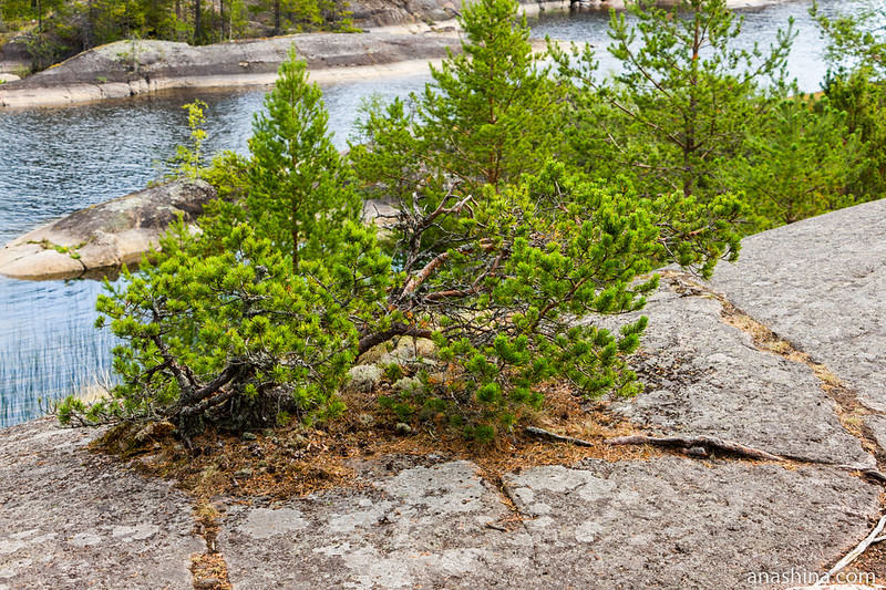 Карликовая сосна-бонсай на скале, Ладожское озеро