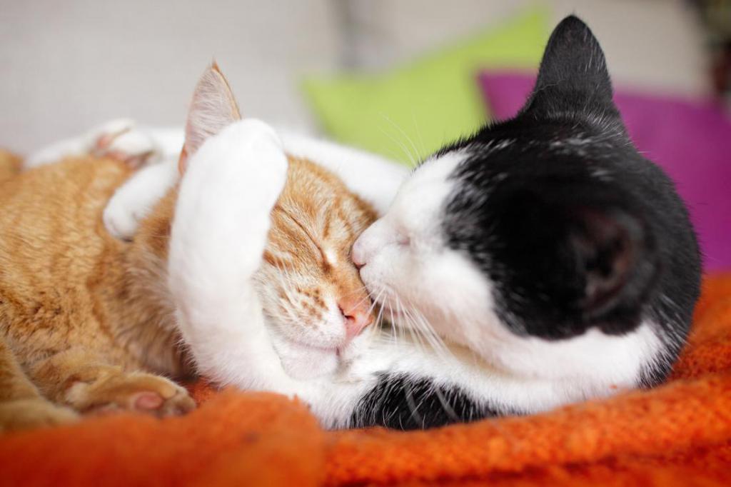 Коты обнимаются друг с другом
