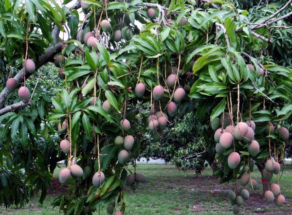 Фото: плоды Манго на дереве