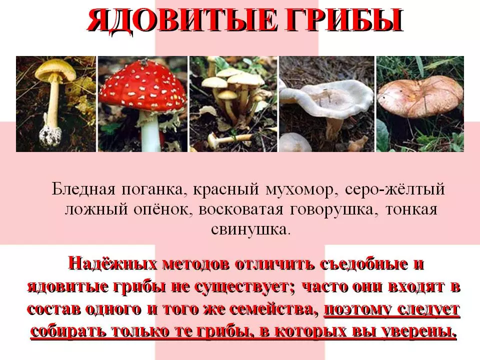 ядовитые грибы Самарской области