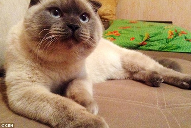 Barsik the Siamese cat captured the hearts of many voters in Barnaul