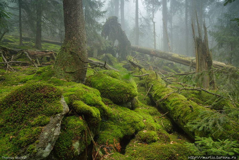 Баварские девственные лес