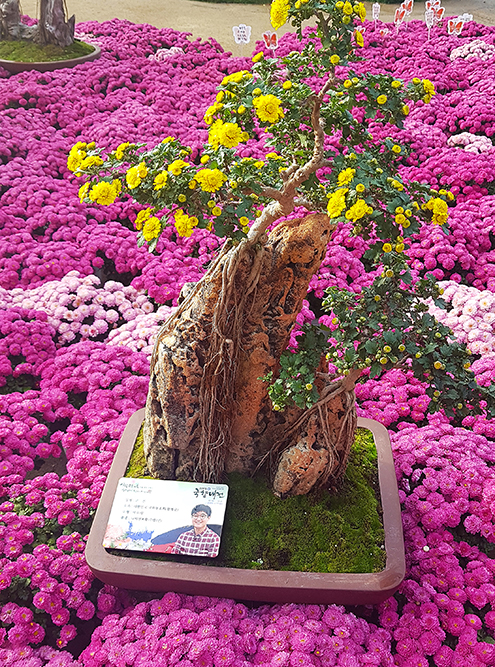 Цветущий бонсай растет прямо на камне, словно настоящее большое дерево где-то в горах
