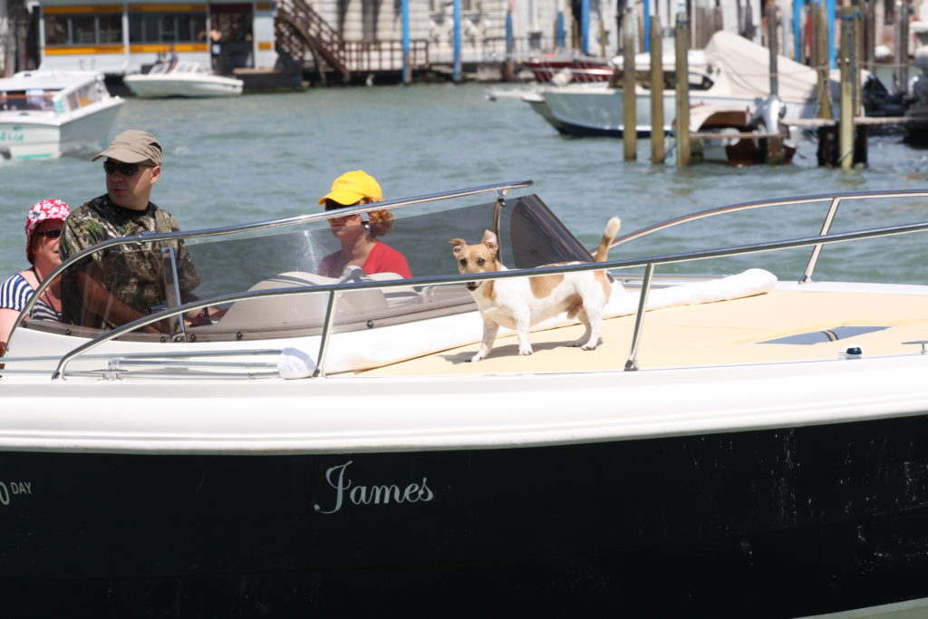Венеция. Собачка на катере по Большому каналу