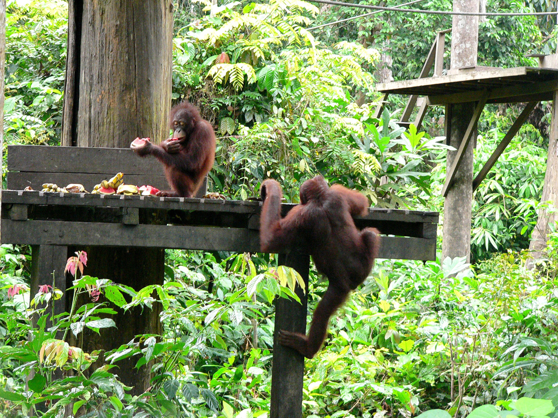 Орангутанги в Sepilok Orangutan Rehabilitation Centre