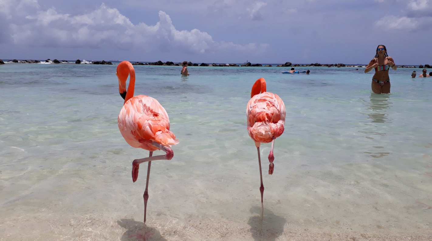 Розовые фламинго на пляже