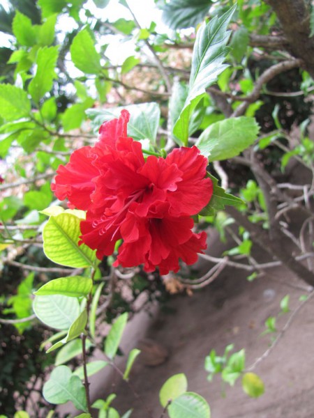 цветы таиланда Гибискус, китайская роза, Hibiscus rosa-sinensis