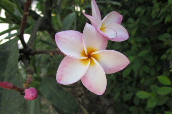 цветы таиланда плюмерия франжипани лилавади