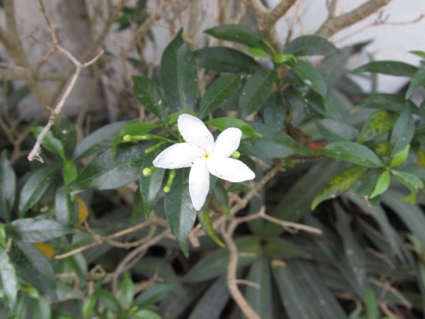 Псилантус (Psilanthus bengalensis)