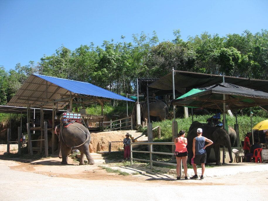 Слоновья ферма Elephant Station, пешком до Биг Будды