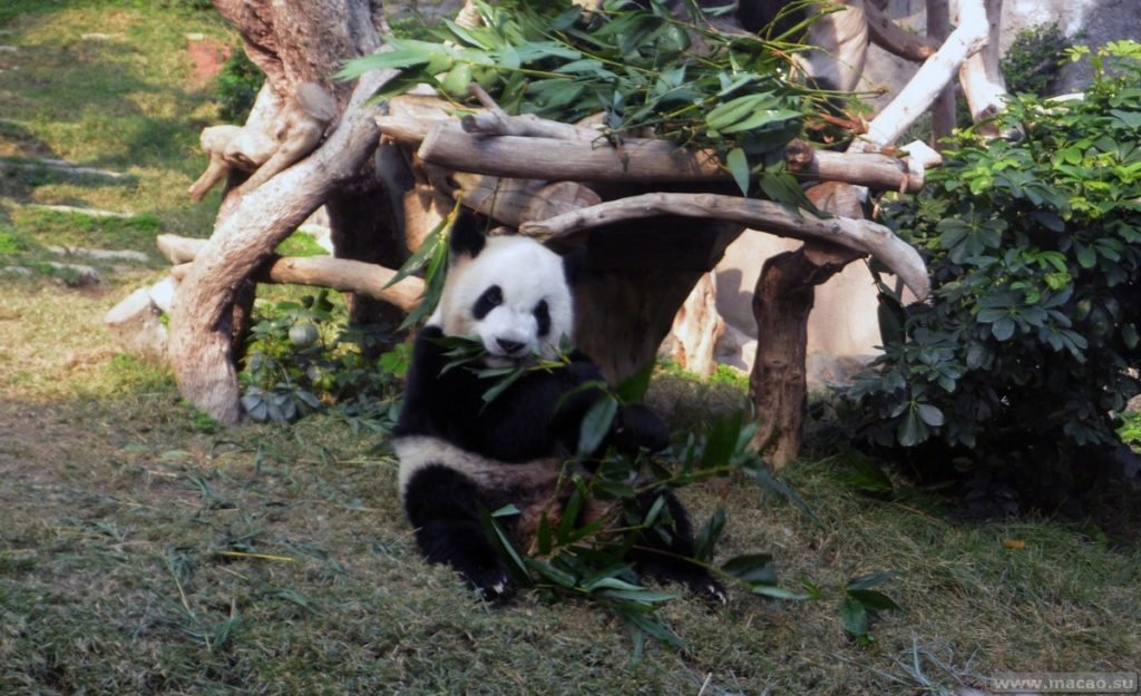 Гигантская панда в Макао за 1 день