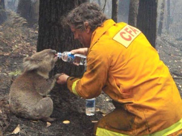 Как помочь Австралии справиться с лесными пожарами? Все доступные способы внести свой вклад в спасение природы