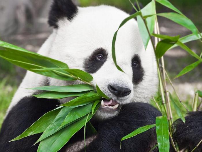 Что-ест-панда-в-природе-Чем-питаются-панды-кроме-бамбука-1