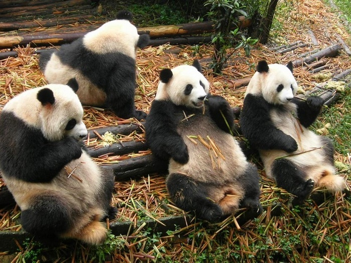 Что-ест-панда-в-природе-Чем-питаются-панды-кроме-бамбука-3