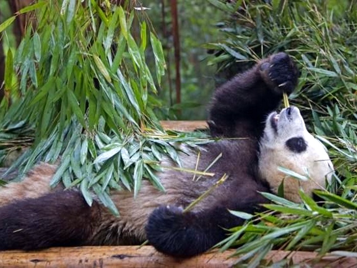 Что-ест-панда-в-природе-Чем-питаются-панды-кроме-бамбука-5