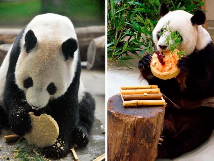 Что-ест-панда-в-природе-Чем-питаются-панды-кроме-бамбука-6