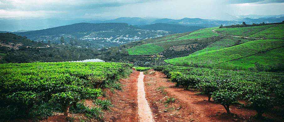 dalat-tea-plantation-vietnam