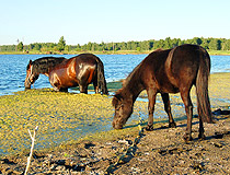 Chelyabinsk region horses