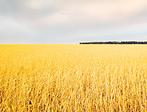 Wheat field in Chelyabinsk oblast