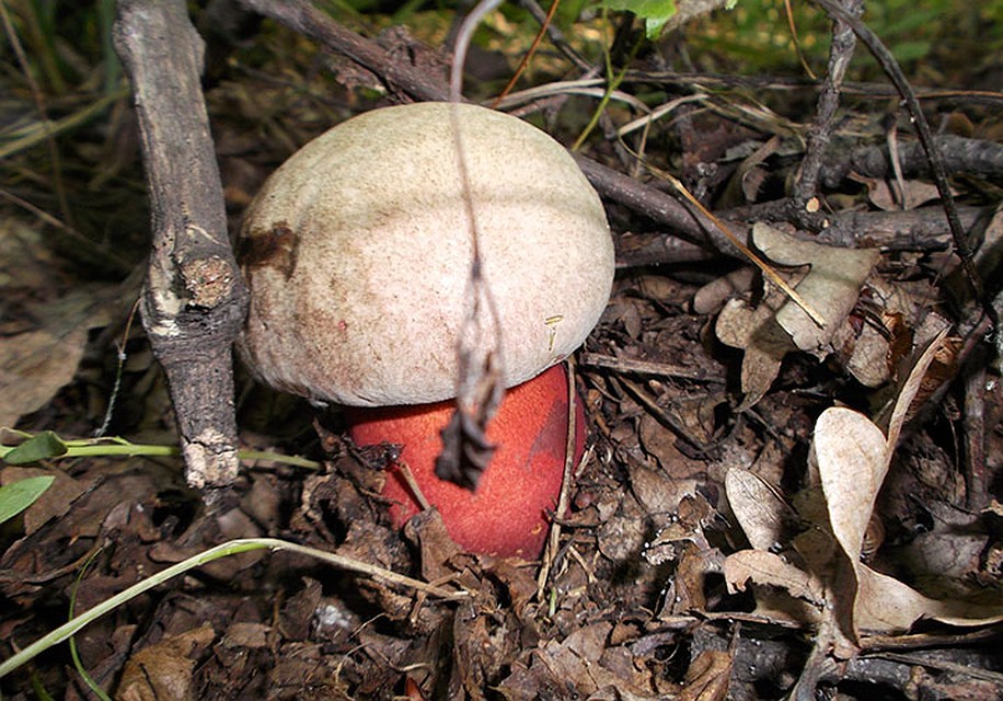 Врага нужно знать в лицо - смертельно опасный сатанинский гриб. Фото: СОЦСЕТИ