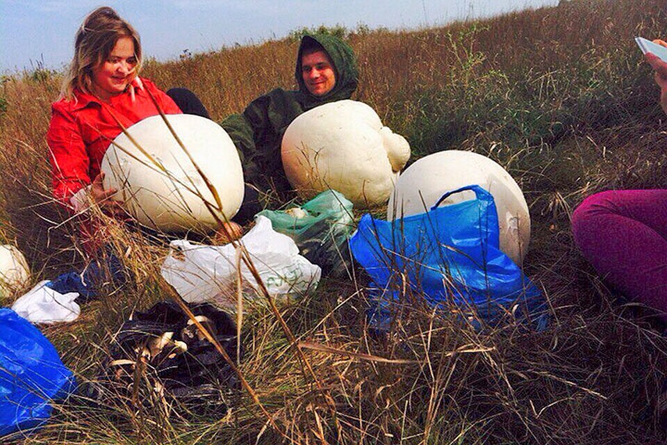 Фото вот таких грибов-гигантов выкладывают самарские грибники в соцсети. Фото: СОЦСЕТИ