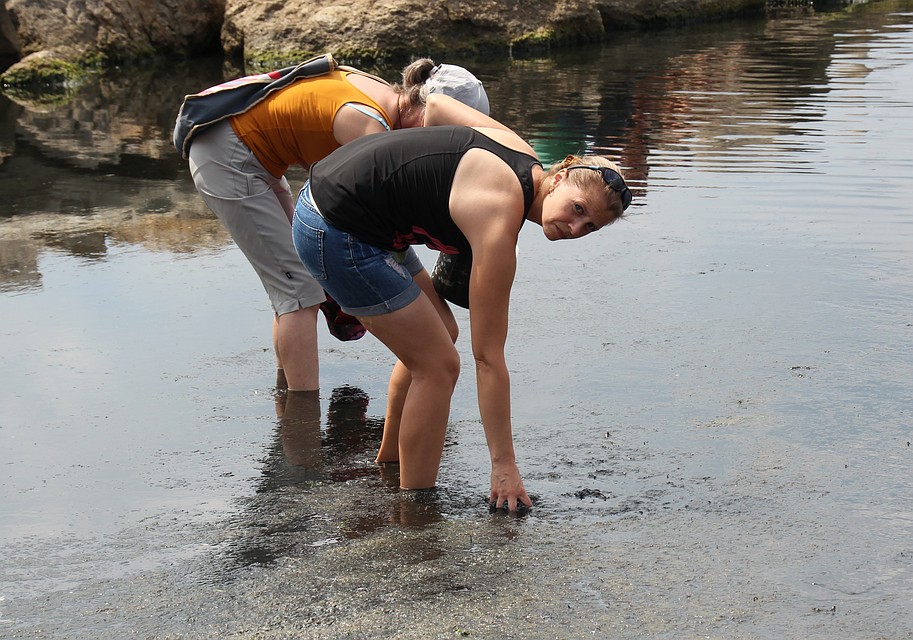 Гниющие водоросли отпускники используют в качестве лечебного средства от боли в суставах. Фото: Михаил ПОПОВ. 
