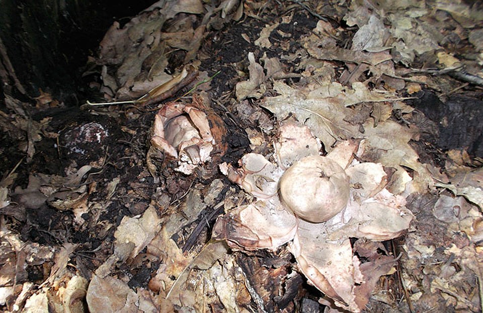 Есть в наших лесах и грибы диковинной формы. Например, звездовик. Фото: СОЦСЕТИ