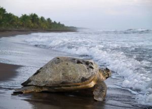 Черепаха на пляже в Лимоне