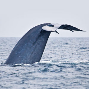 Blue whale watching in Sri Lanka