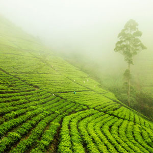 Sri Lanka tea plantations