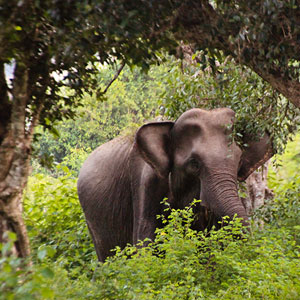 Holidays to Yala National Park, Sri Lanka