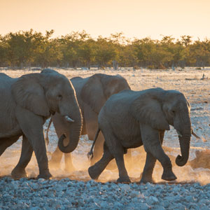 Things to see & do in Etosha