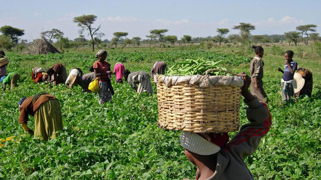сельское хозяйство в Африке