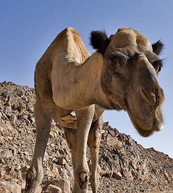 Keep a close eye on things: A Wild camel in the Egyptian Sinai