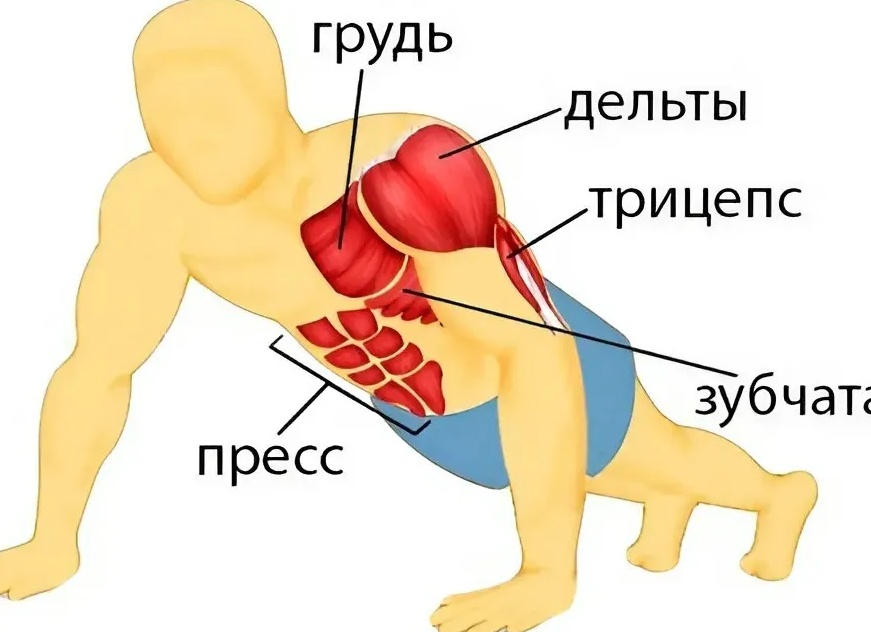Виды отжиманий. На какие части мышц они работают?