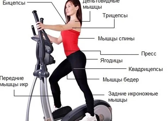 Эллиптический тренажер, польза или вред